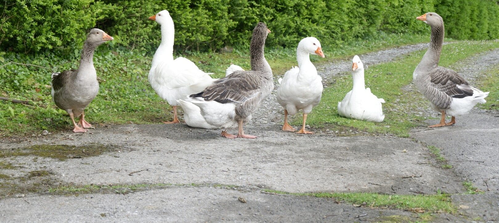 overige overlastbestrijding gans